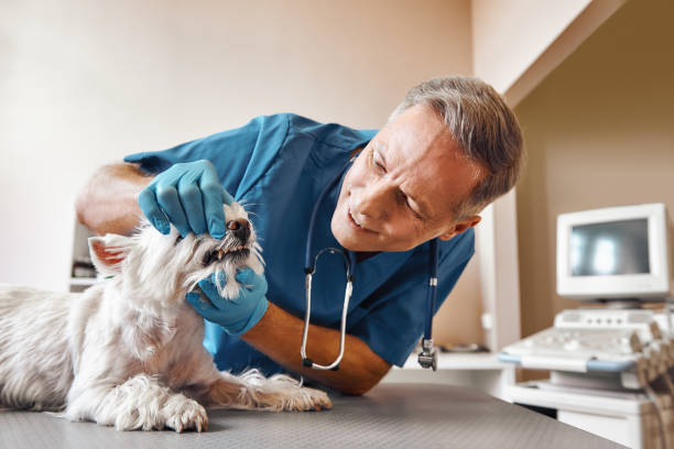 Best Pediatric Emergency Dentist in Nett, MO
